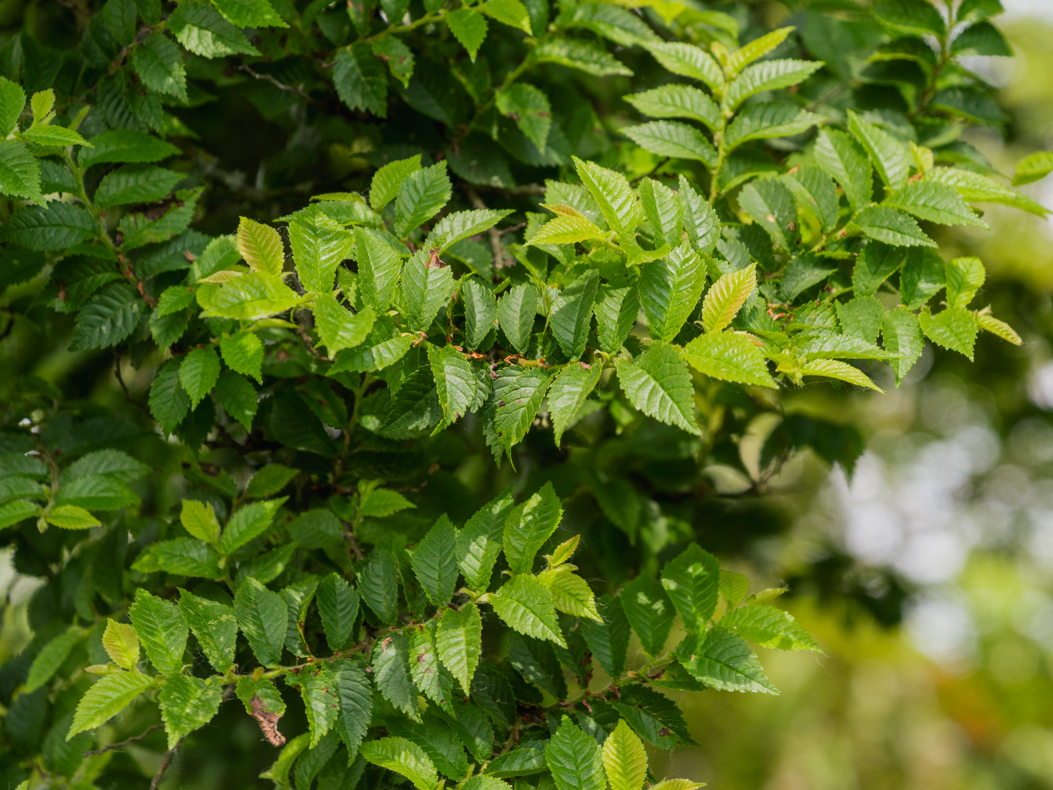 Ulmus minor 'Jacqueline Hillier' | Ulmus minor 'Jacqueline Hillier